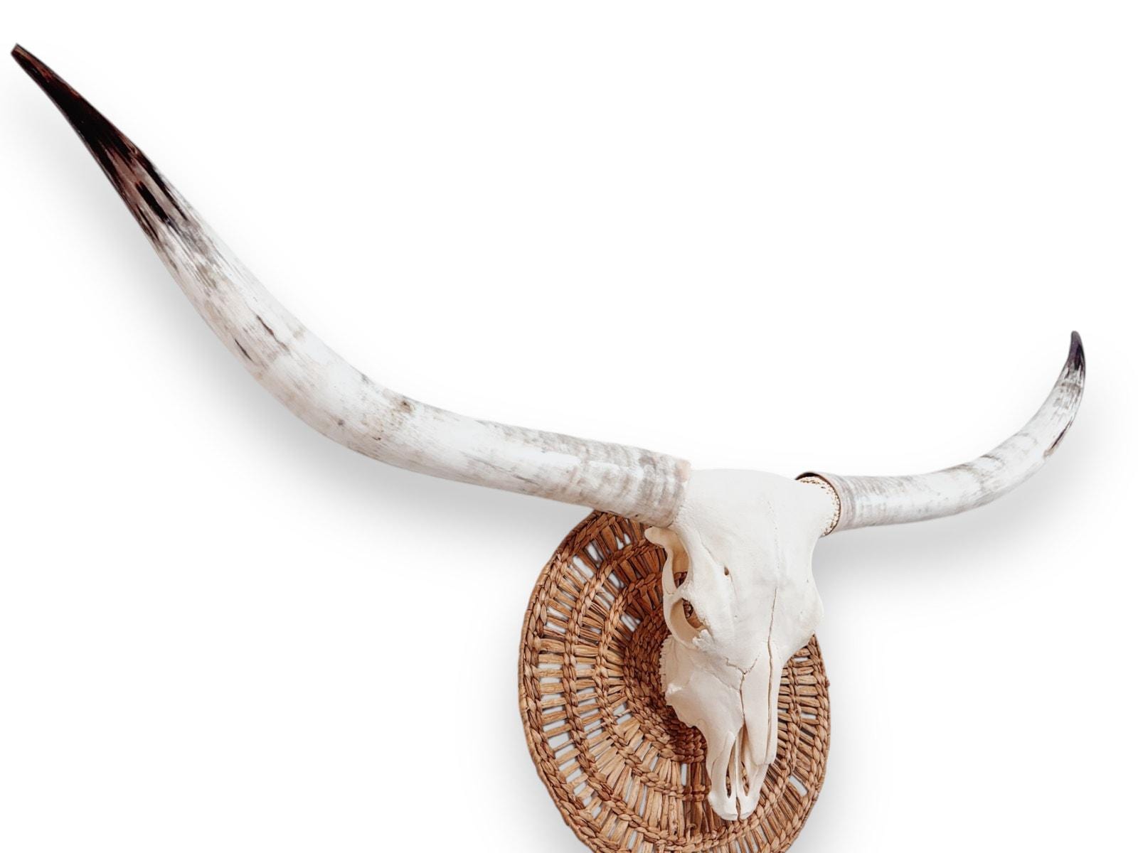 Crânio Real de Touro - Chifre LongHorn